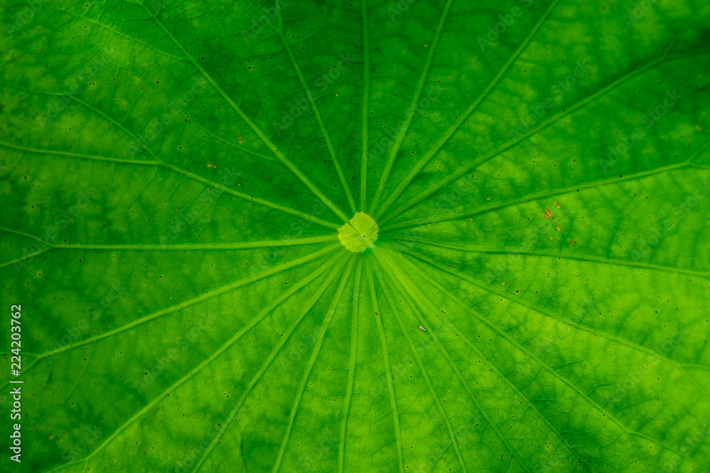 Wall mural top view lotus leaf background texture