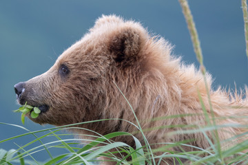 Coastal brown bear cub (Ursus arctos) eating plants in long grass in Lake Clark NP, Alaska. Profile picture with blue background