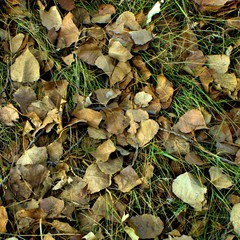 laubboden mit gras textur