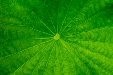 Fototapeta na wymiar top view lotus leaf background texture