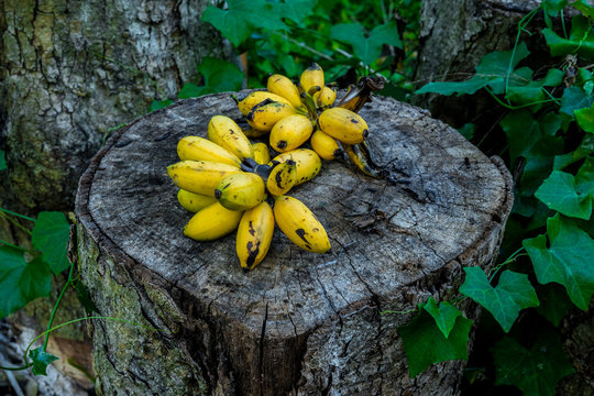 two bunch of banana on Stump