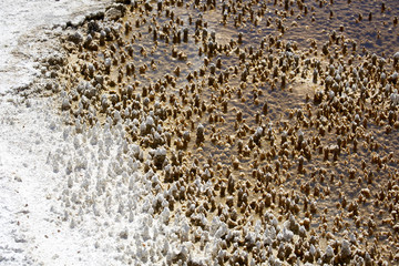 Makro Gestein Struktur Kalk braun weiß