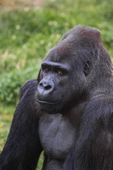 Silverback Male Gorilla Portrait