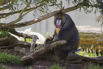 Male Mandrill Sitting