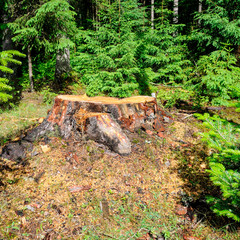 An old tree stump in a coniferous forest.