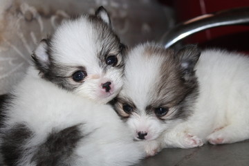 Filhotinhos