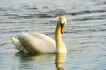 White swan looking
