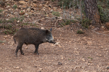 Wild board into the forest