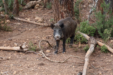 Wild board into the forest
