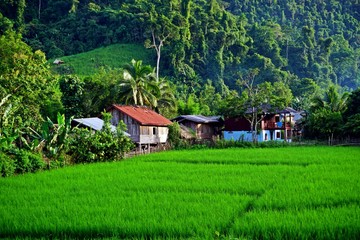 Fototapeta na wymiar lush Rice paddy in Luang Namtha province, northern Laos