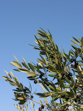 Mediterranean olive tree branches with ripe olives and green leaves against the blue sky . Tuscany, Italy