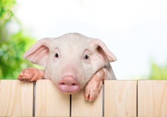 Cute piglet animal hanging on a fence
