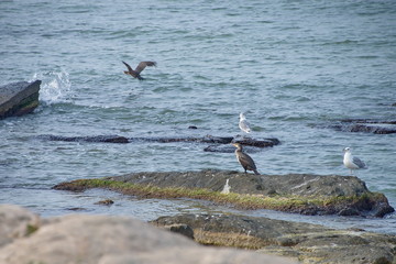 Чайки и бакланы