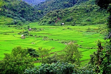 lush Rice paddy in Luang Namtha province, northern Laos