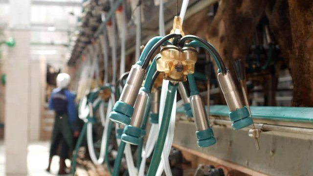 Modern milking of cows on a large modern farm, milking cow's milk on modern equipment, milking kine, industry