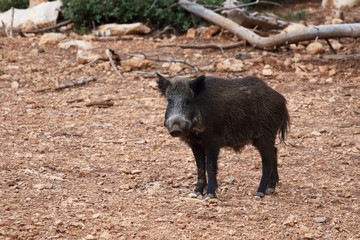 Wild board into the forest