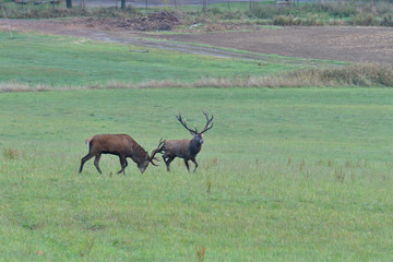 Deers stag in rut  season on the meadow