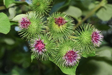 Bl&uuml;ten der Klette, Arctium tomentosum
