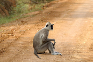 Monkey sitting by the roadside in national park India