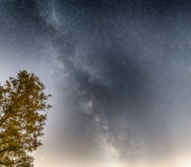View of the stars of the Milky Way with a pine trees in the foreground. Perseid Meteor Shower in the summer sky of August