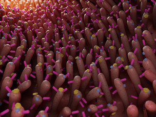 3d rendered medically accurate illustration of bacteria inside of the intestine