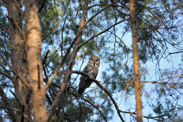 Alone Great Gray Owl