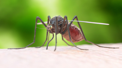 3d rendered illustration of a mosquito biting