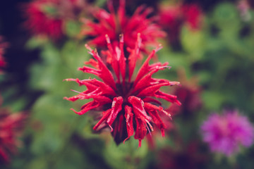 Crimson beebalm (Monarda) growing in the garden. Shallow depth of field.