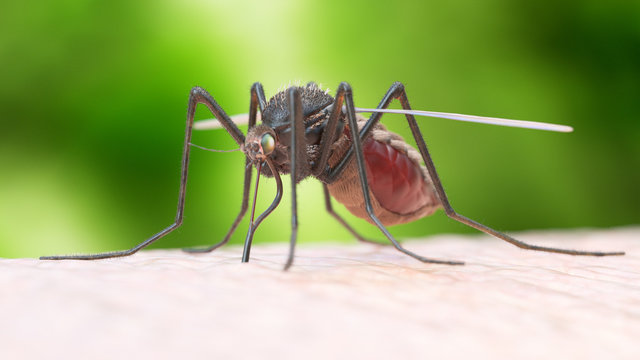 3d Rendered Illustration Of A Mosquito Biting