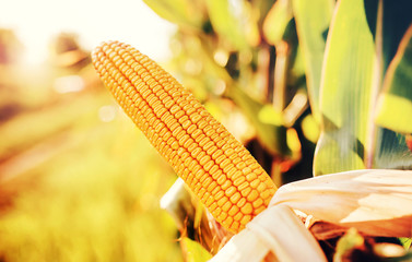 Corn field © bobex73