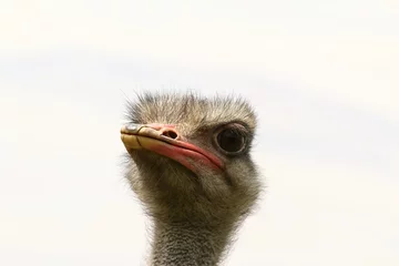 Tuinposter Struisvogel Porträt eines jungen Straußes, Struthio camelus