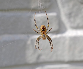 The spider sits on a cobweb