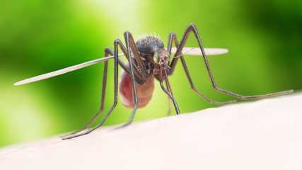 3d rendered illustration of a mosquito biting