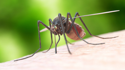 3d rendered illustration of a mosquito biting