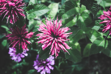 Obraz premium Crimson beebalm (Monarda) growing in the garden. Shallow depth of field.