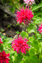 Crimson beebalm (Monarda) growing in the garden. Shallow depth of field.