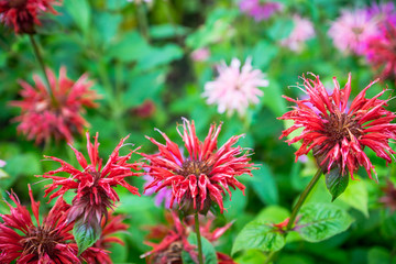 Crimson beebalm (Monarda) growing in the garden. Shallow depth of field.