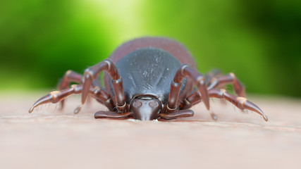3d rendered illustration of a tick biting