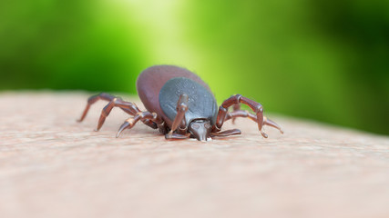 3d rendered illustration of a tick biting