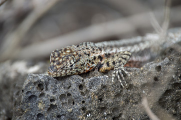 Lagartija