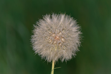 beautiful air dandelion close up