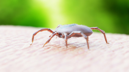 3d rendered illustration of a tick crawling on human skin
