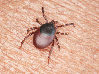 3d rendered illustration of a tick crawling on human skin