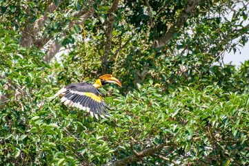 Great hornbill flying at Khao Yai National park, THAILAND