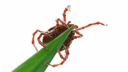 3d rendered illustration of a tick waiting for prey