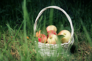 Ripe apples in craft basket over green grass.