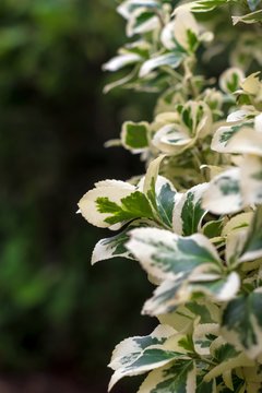 fikus benjamina liście białozielone
