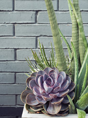 Succulent plants - Echeveria and cactus plants on gray brick wall background