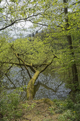 Fototapeta premium A fallen tree over the water.