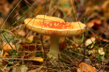 Fliegenpilz